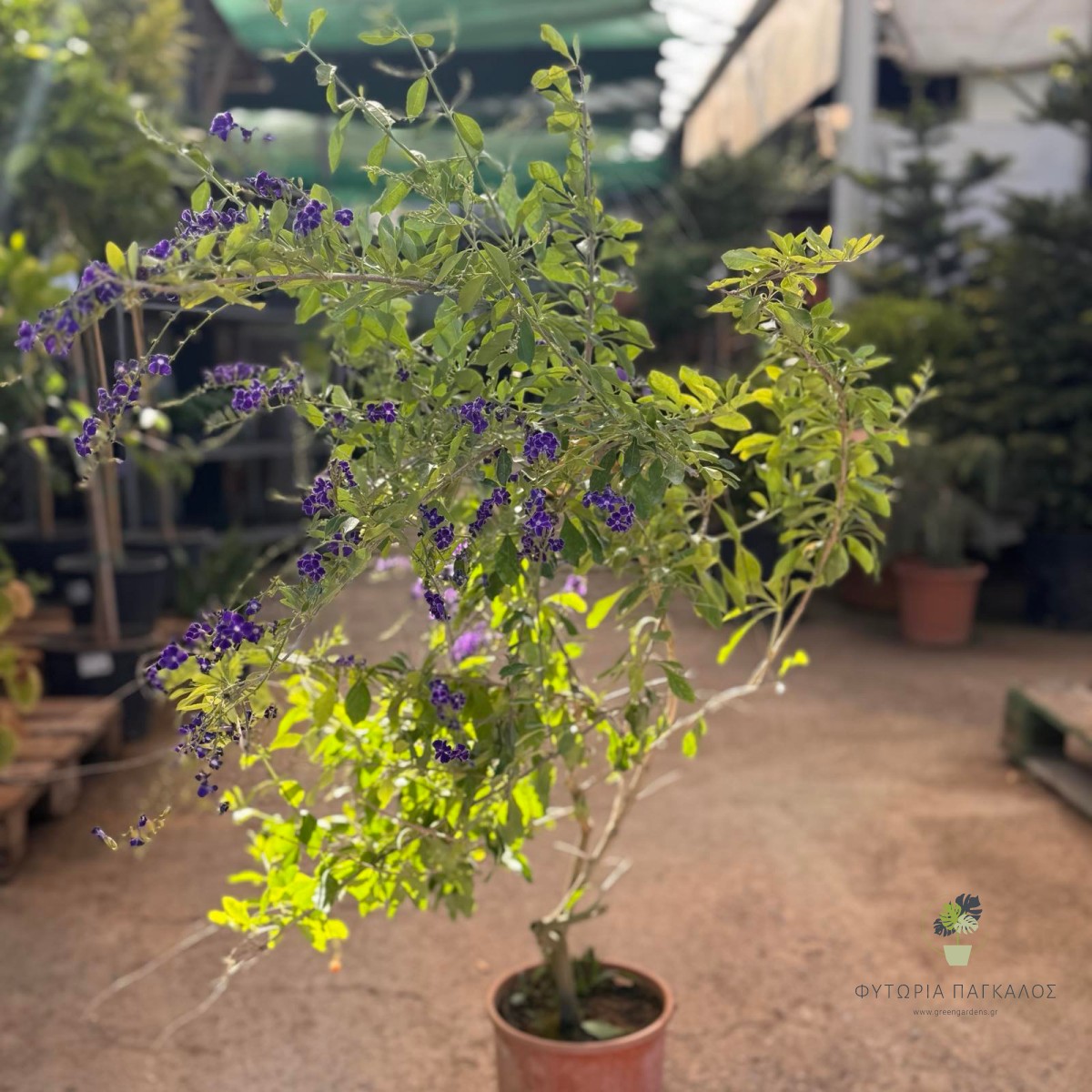 Δουράντα (Duranta plumieri) | Αειθαλής Ανθοφόρος Θάμνος για Φράχτη & Κήπο - 3
